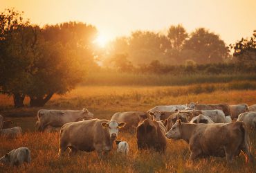 AP – Agricultura e Pecuária